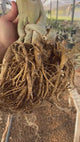 Rosa do Deserto - ARABICUM N°2