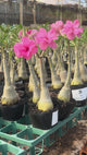 0210 - Rosa do Deserto - TW 4