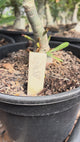 Rosa do Deserto - ENXERTO ADULTO - GM 58