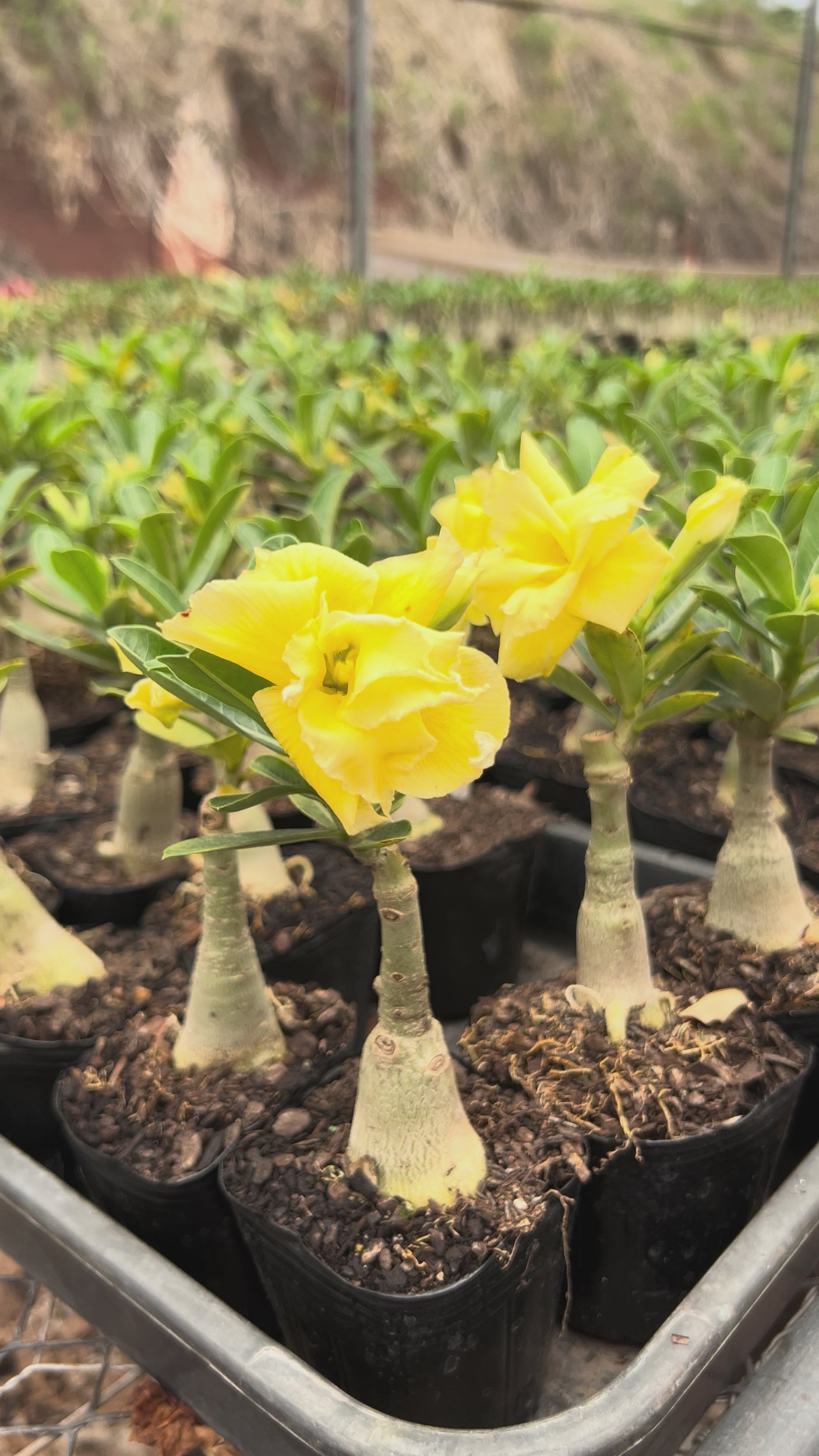 Rosa do Deserto- GM GOLDEN SUN