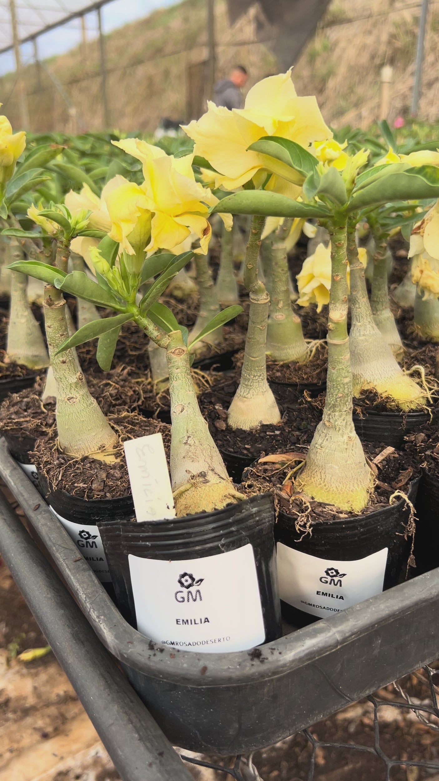 Rosa do Deserto - EMÍLIA