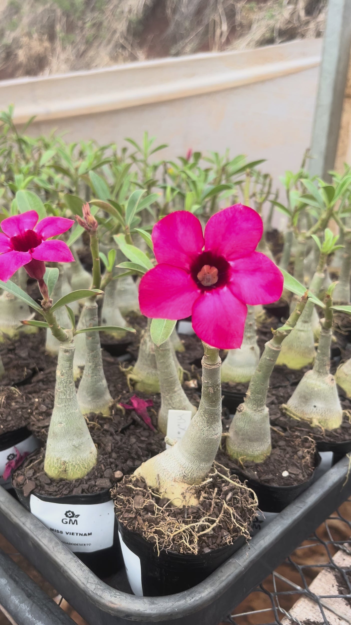 0074 - Rosa do Deserto - MISS VIETNAM