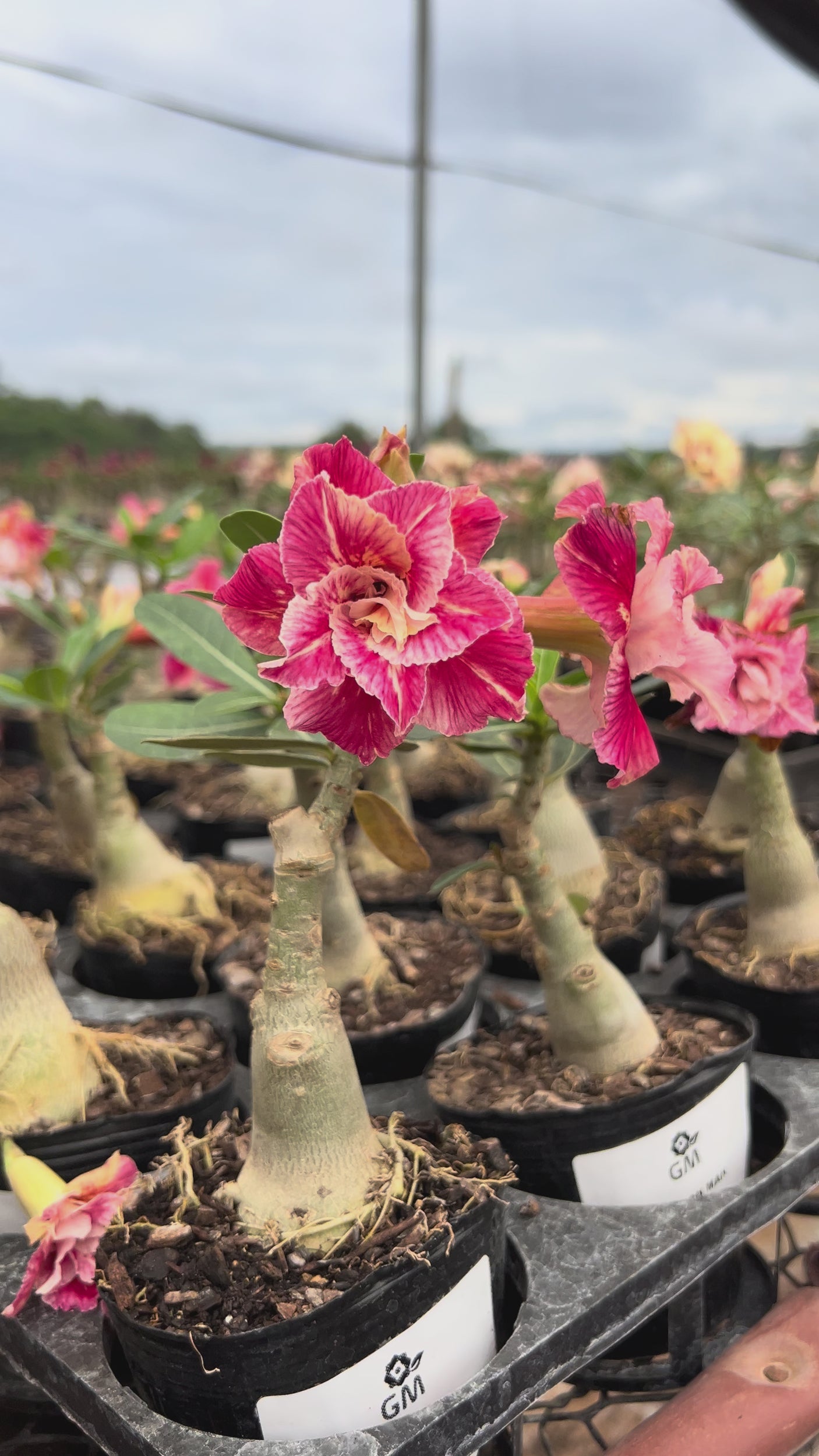 Rosa do Deserto - SWEET DREAMS ( IMPORTADA )