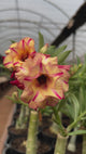 0093 - Rosa do Deserto -BRD ISABELLY ( PERFUMADA E GALHOS PENDENTE )
