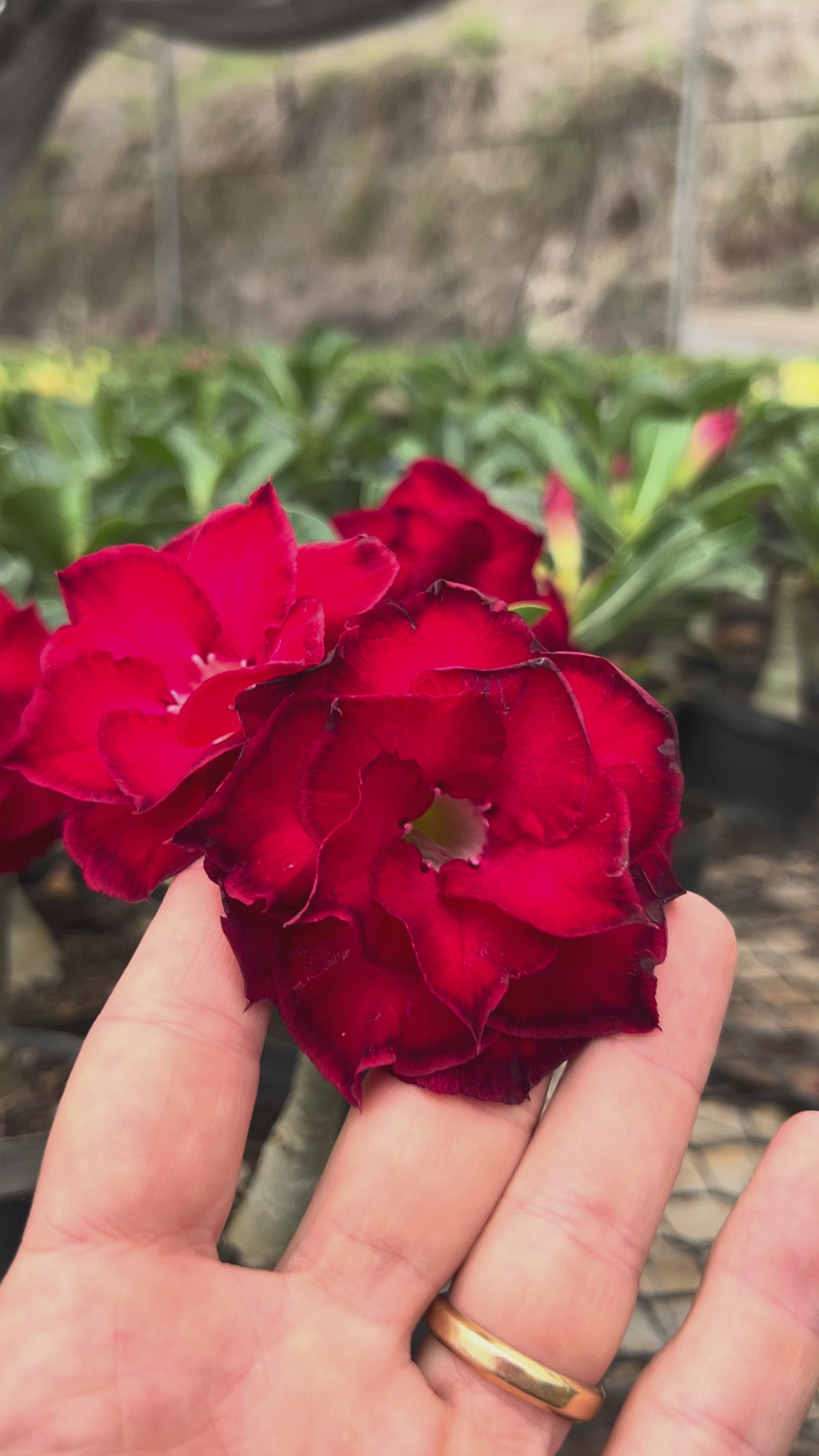 Rosa do Deserto - LM 14