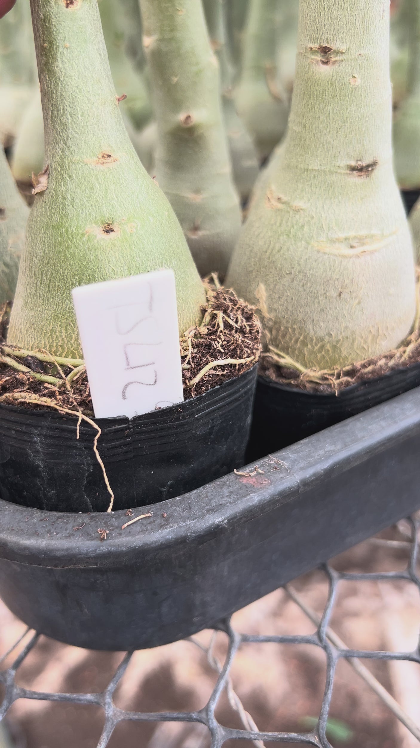 Rosa do Deserto - TS-LIZ