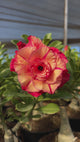 - Rosa do Deserto - GM 22 ( FLOR GRANDE E MULTIPÉTALAS )