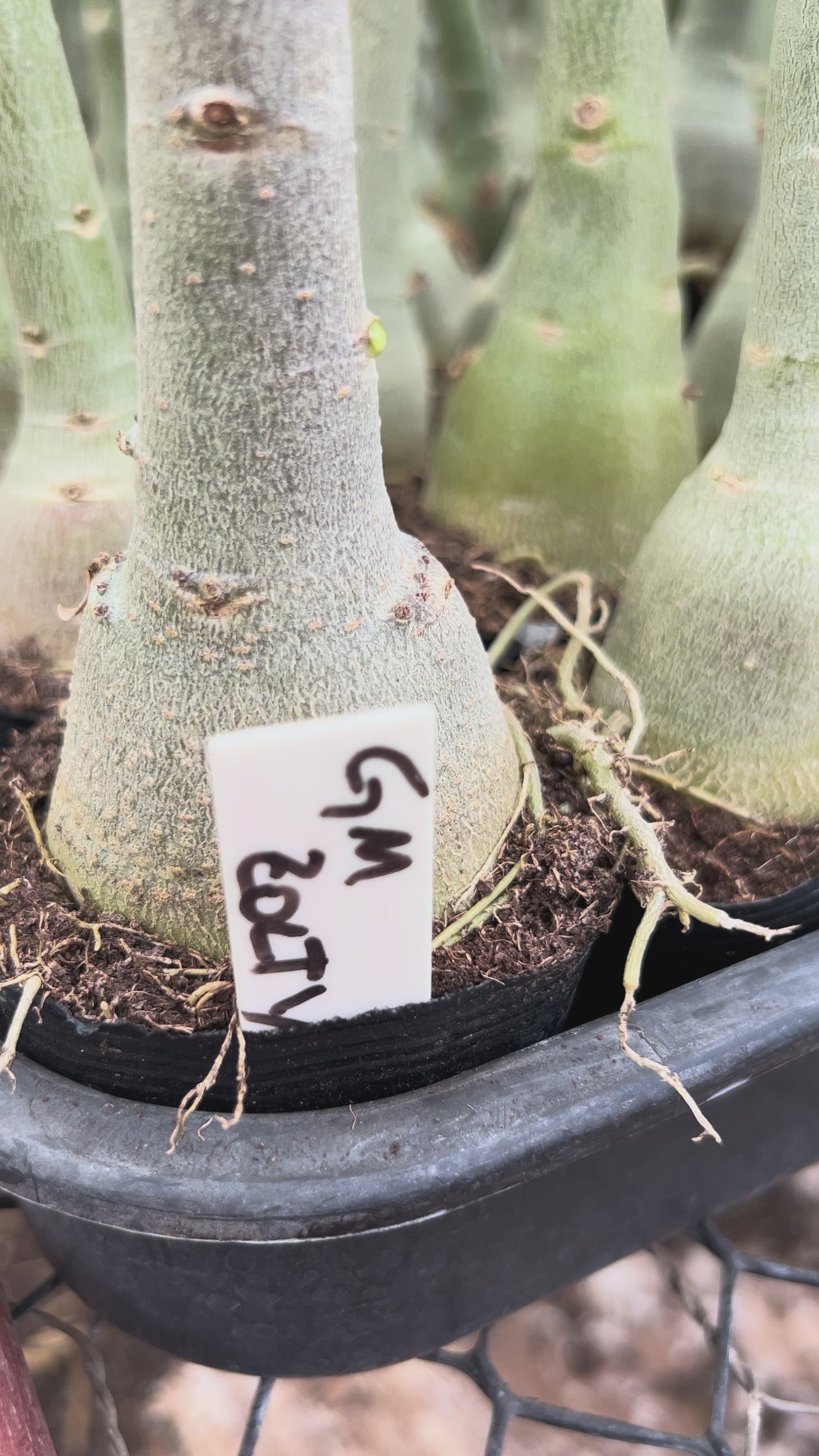 Rosa do Deserto - GM ZOLTY ( FLOR TRIPLA )