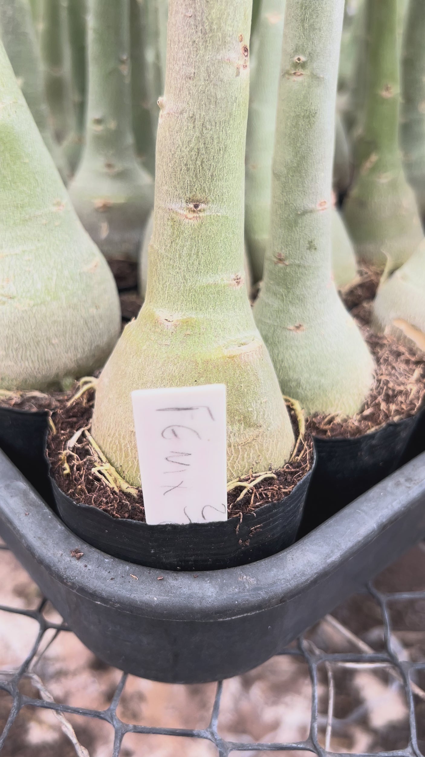 Rosa do Deserto - BRD FÊNIX