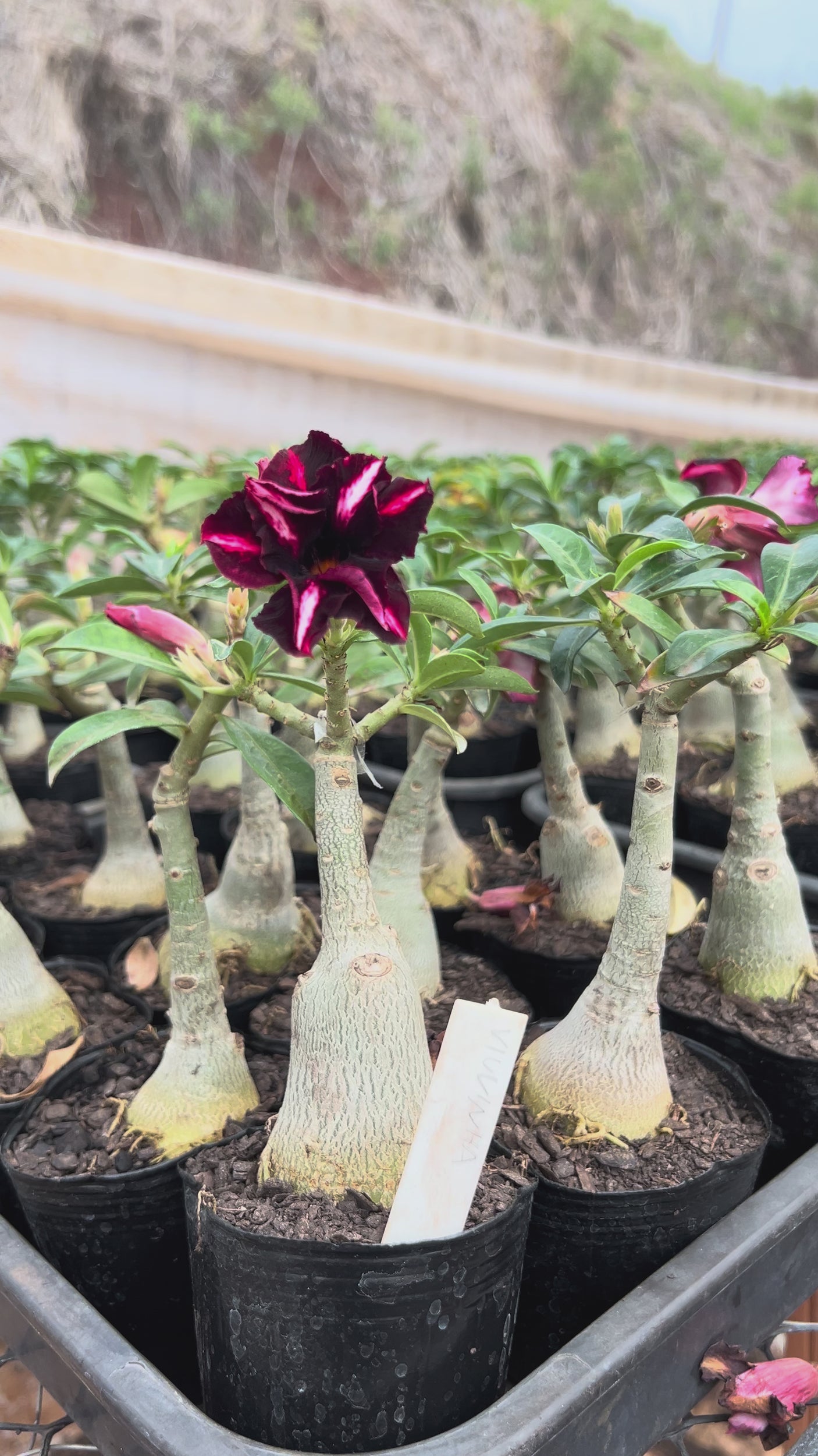 Rosa do Deserto - VIUVINHA