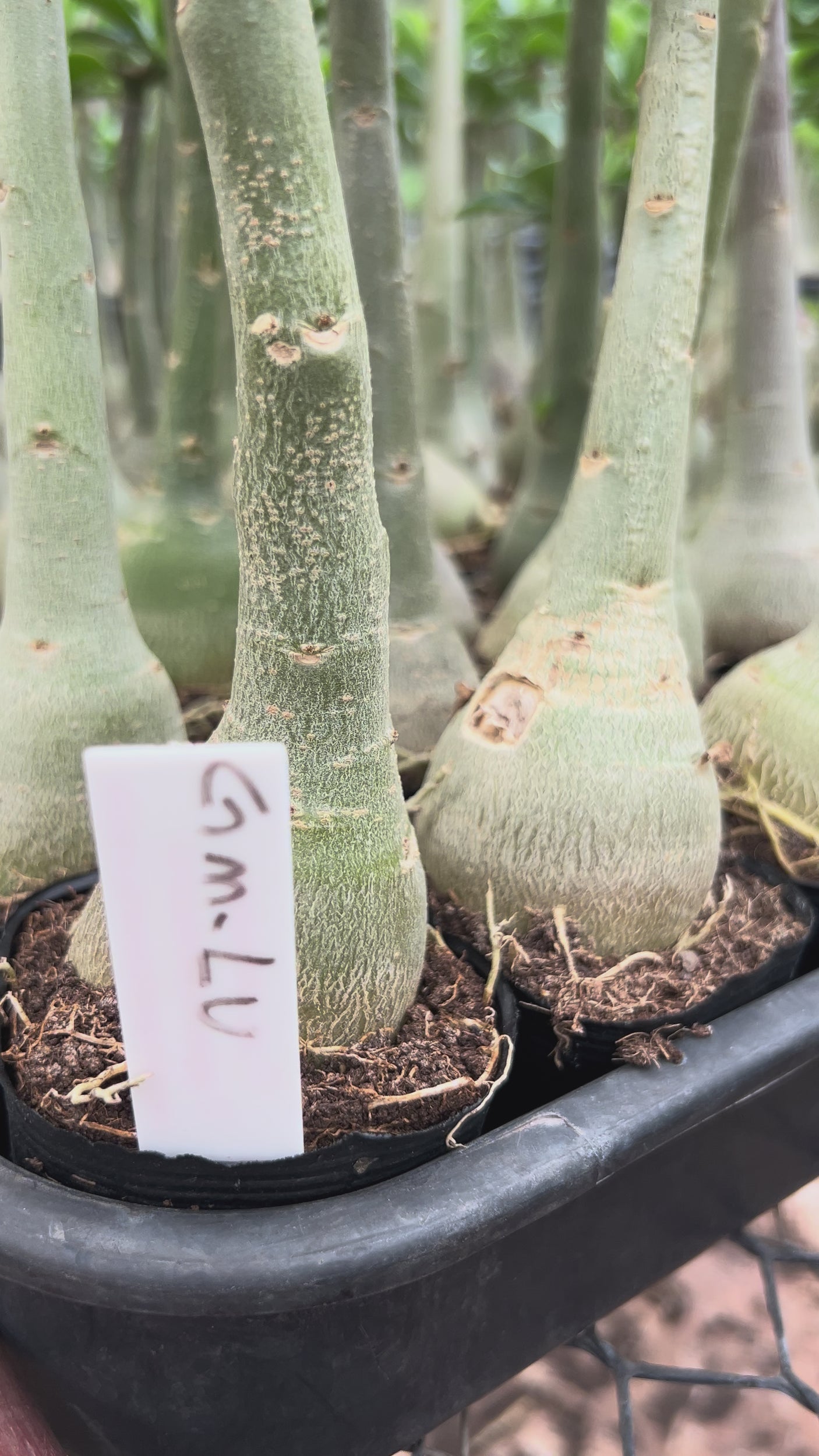 Rosa do Deserto - GM LU