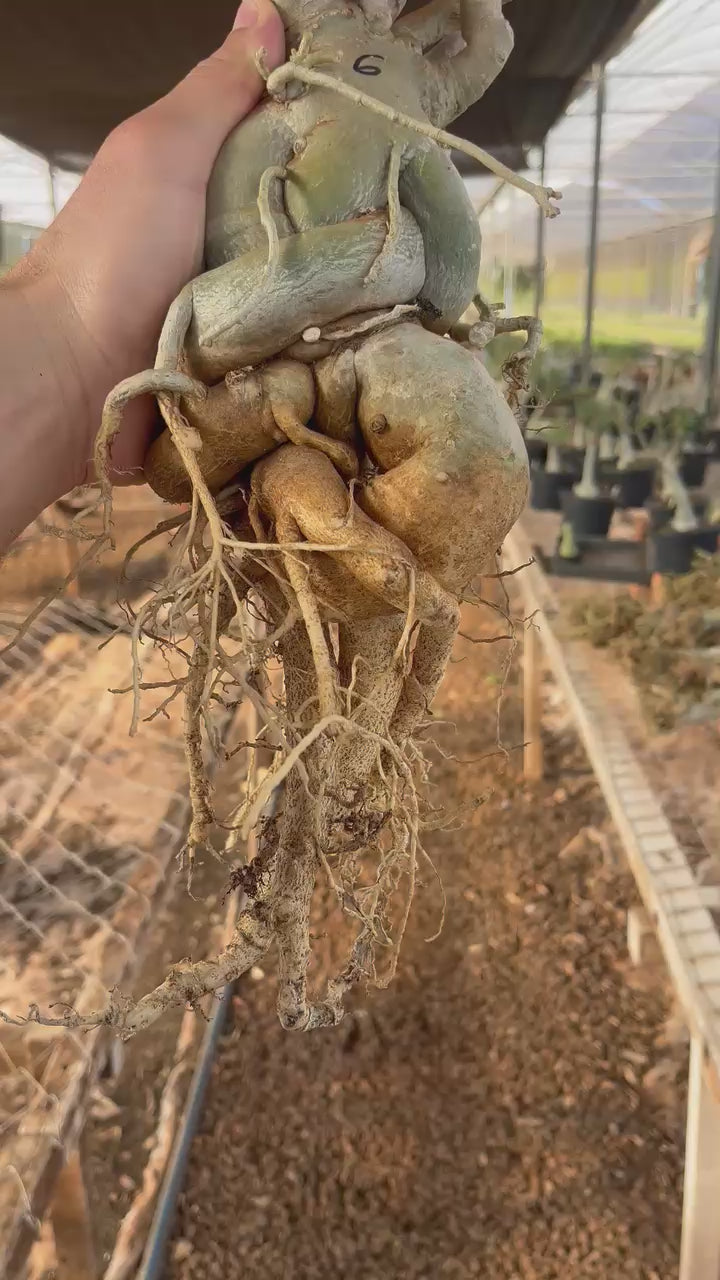 Rosa do Deserto - ARABICUM N°6