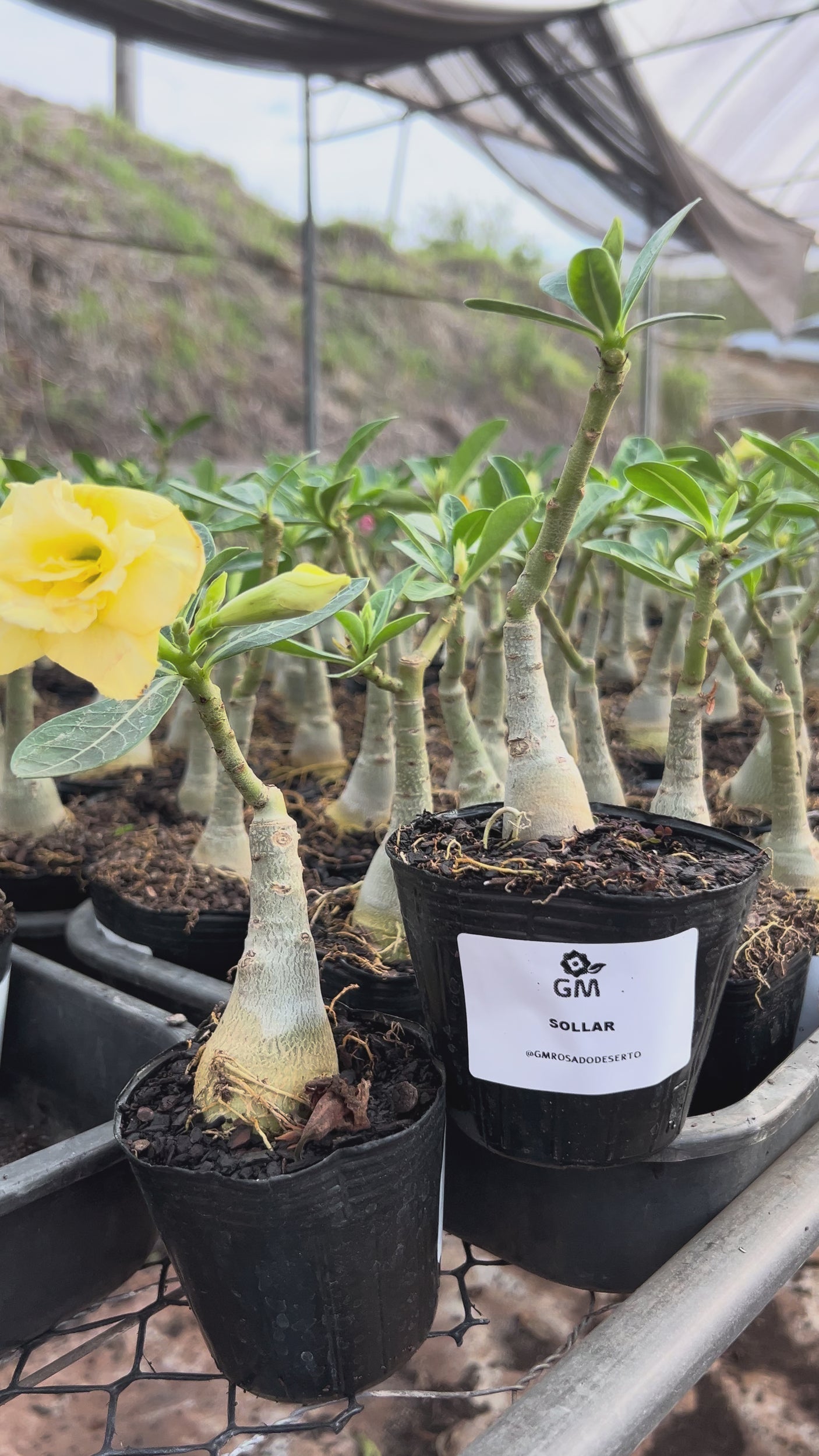 Rosa do Deserto - SOLLAR