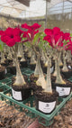 0081 - Rosa do Deserto - RED PONNY