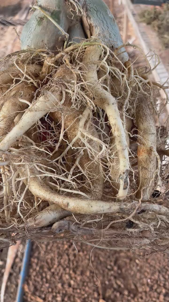 Rosa do Deserto - ARABICUM N°8