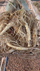 Rosa do Deserto - ARABICUM N°8
