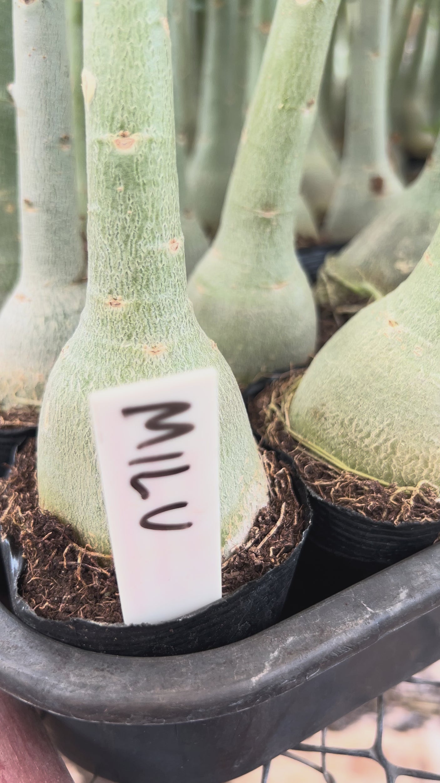 Rosa do Deserto - MILU