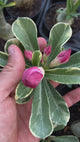 - Rosa do Deserto - MEETING LOVE ( VARIEGATA )