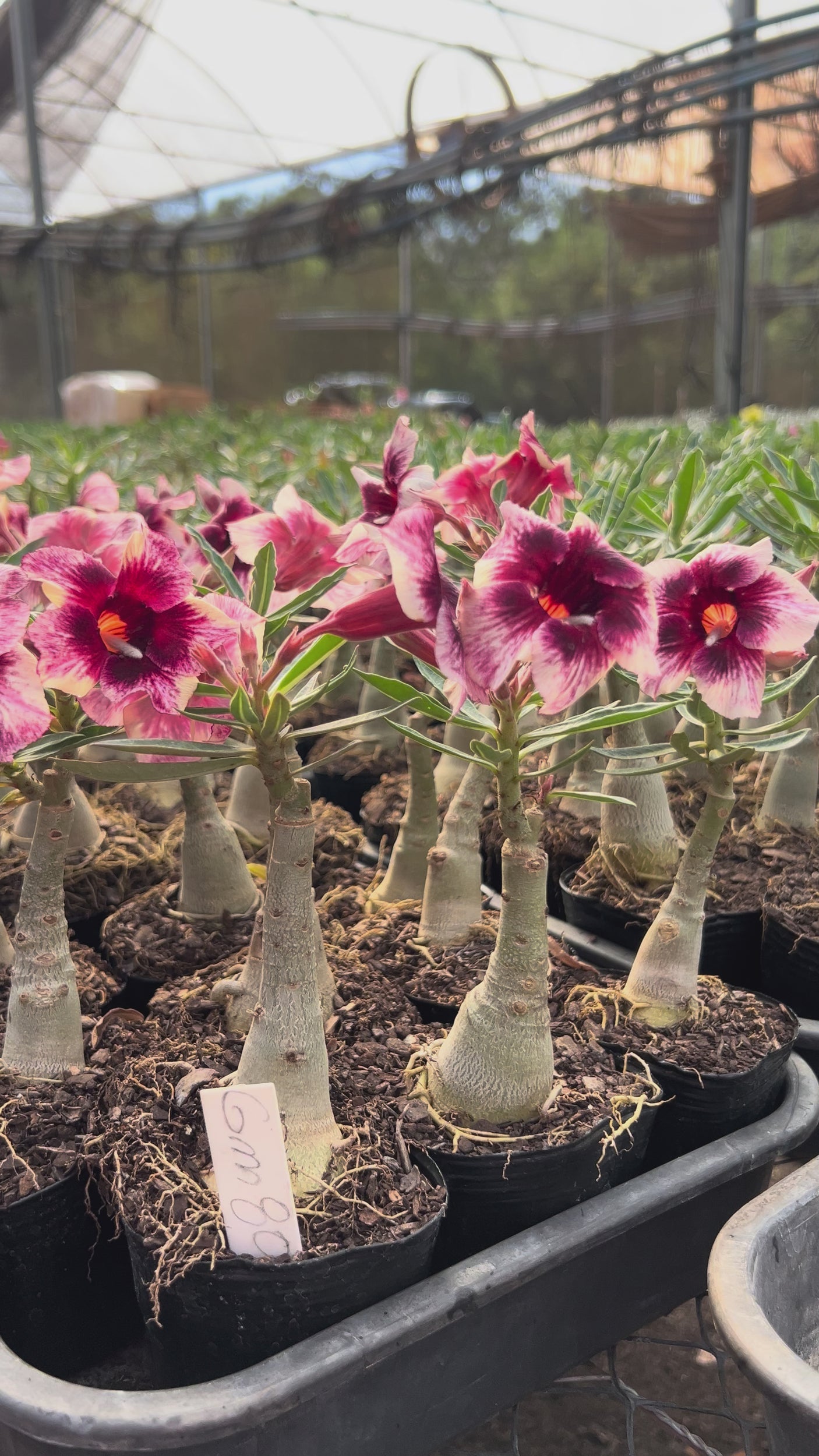 Rosa do Deserto - GM 80