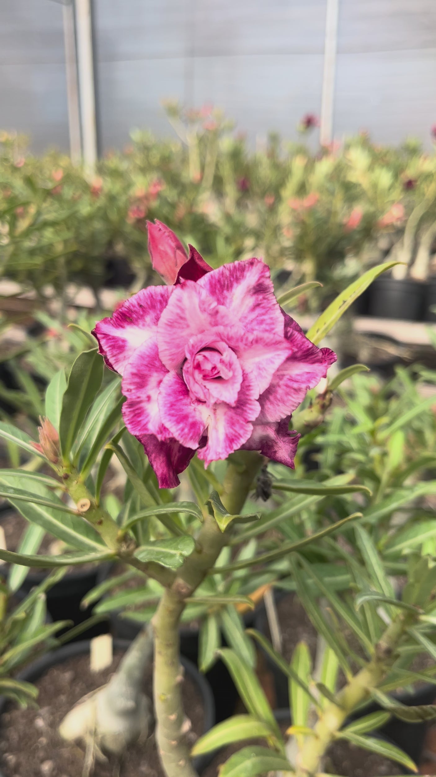 Rosa do Deserto - ENXERTO ADULTO - TS 110