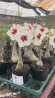 0103 - Rosa do Deserto - NR 12