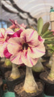 Rosa do Deserto - GM VANILHA VELVET