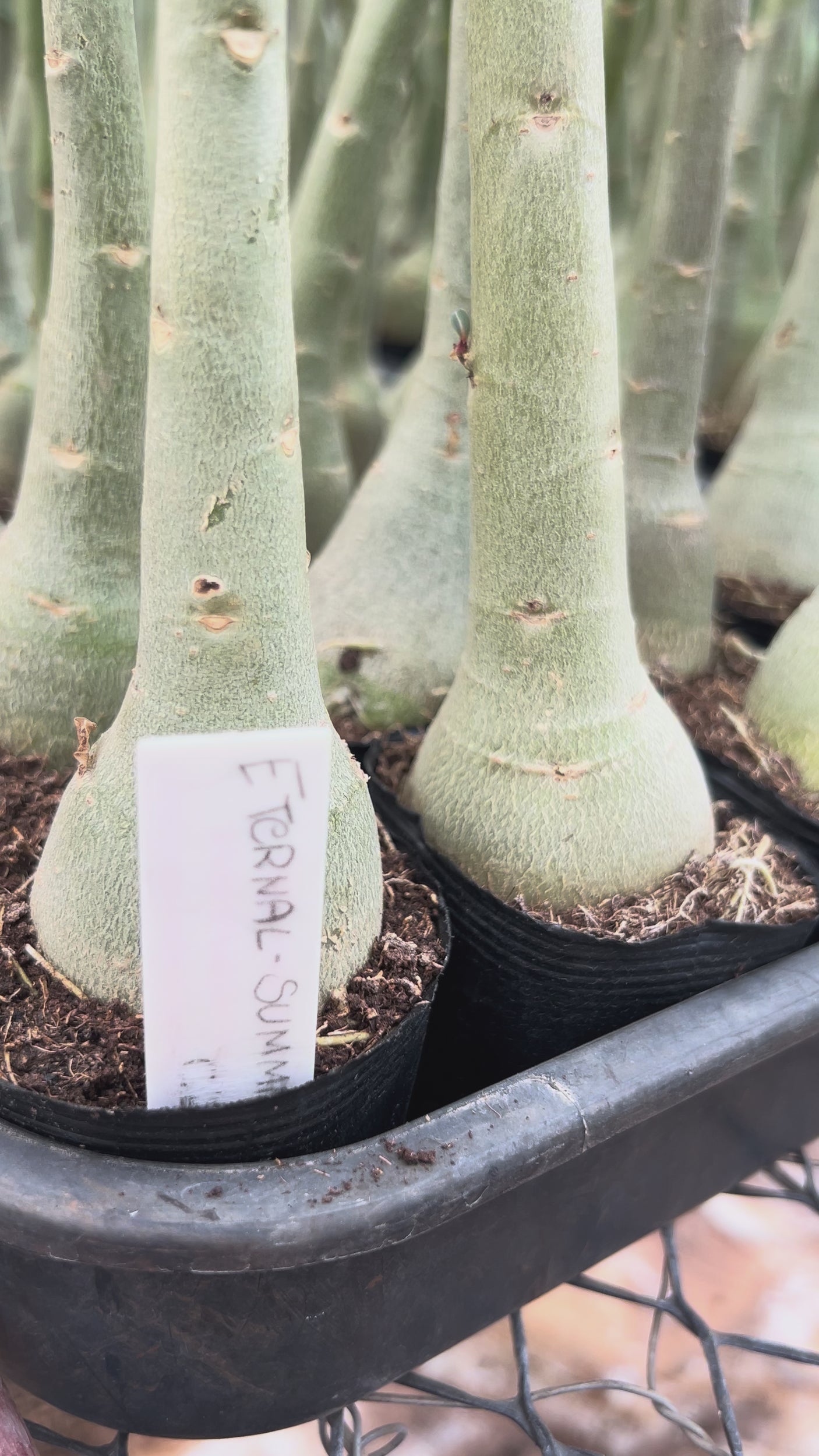 Rosa do Deserto - ETERNAL SUMMER