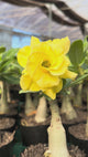 Rosa do Deserto- GM LUZ DO SOL