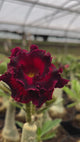 - Rosa do Deserto - ENDLESS LOVE  ( FLOR TRIPLA )
