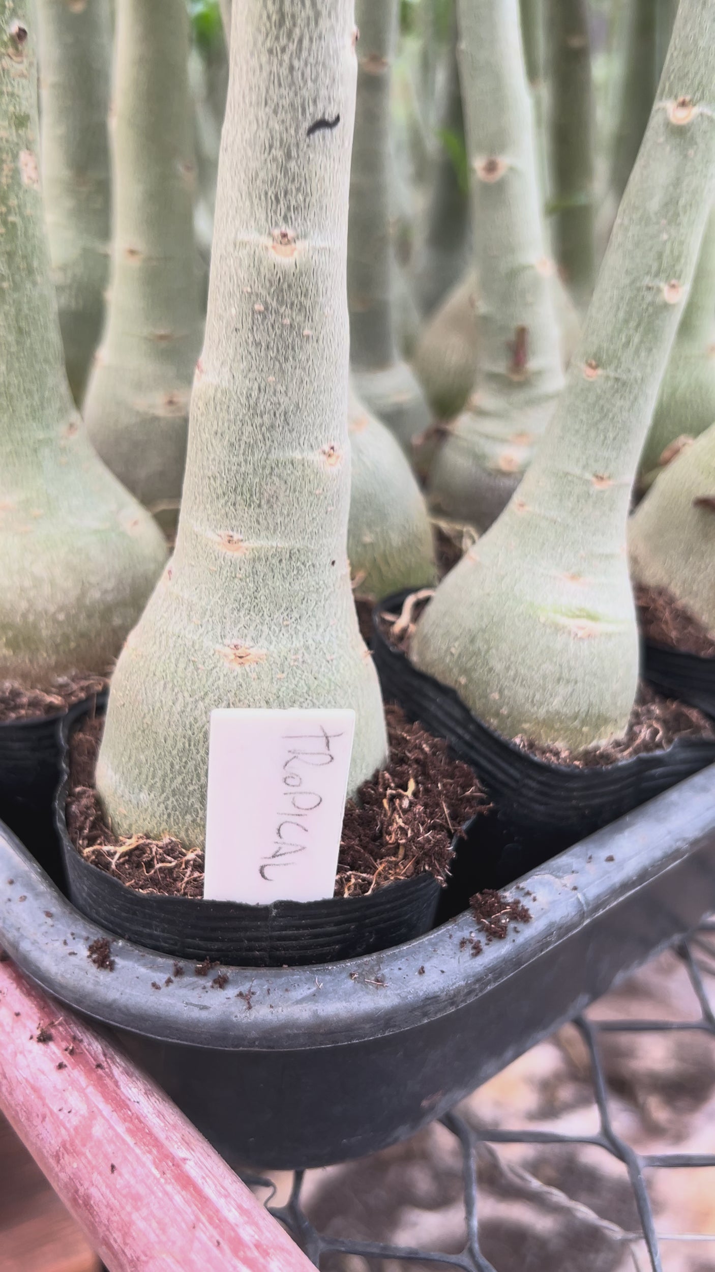 Rosa do Deserto - TROPICAL