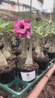 0109 - Rosa do Deserto - CANAN 2