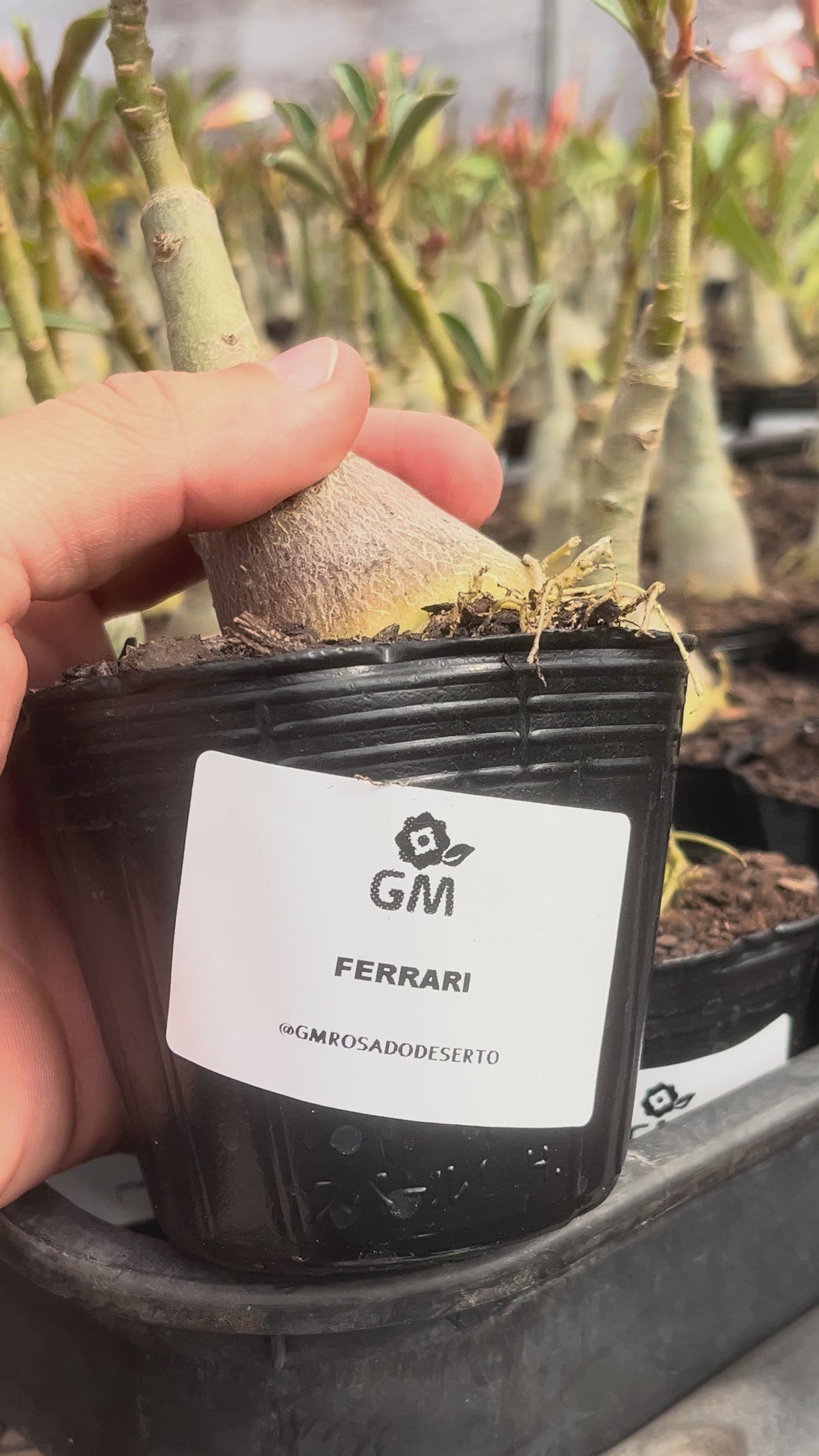 0102 - Rosa do Deserto - FERRARI