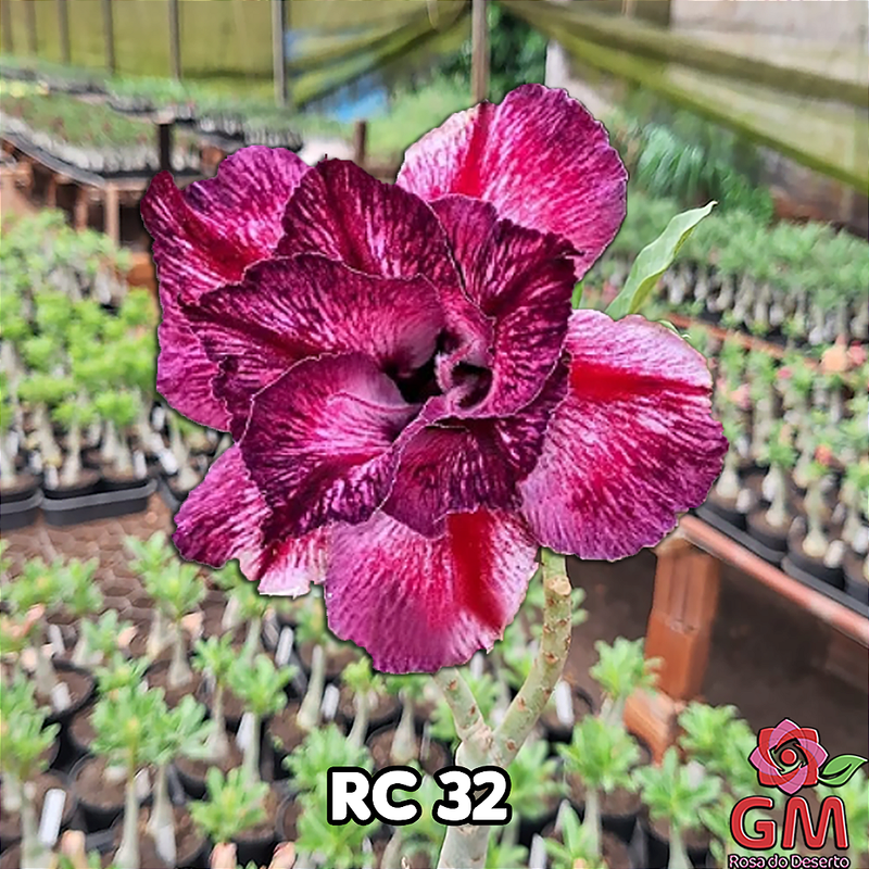 0216 - Rosa do Deserto - RC-32