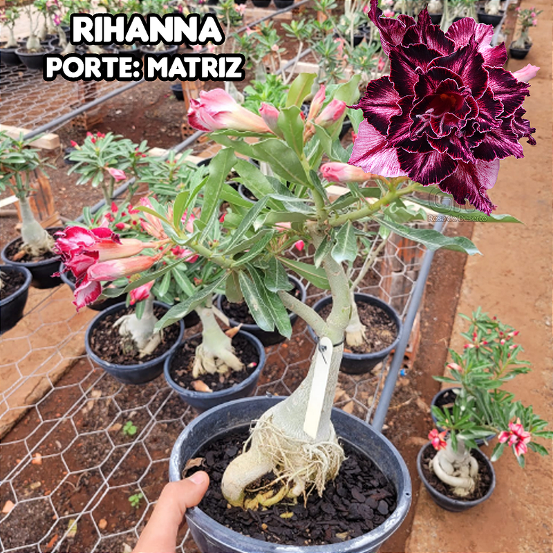 0432 - Rosa do Deserto - ENXERTO ADULTO - RIHANNA