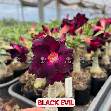 Rosa do Deserto - BLACK EVIL - Gm Rosa Do Deserto