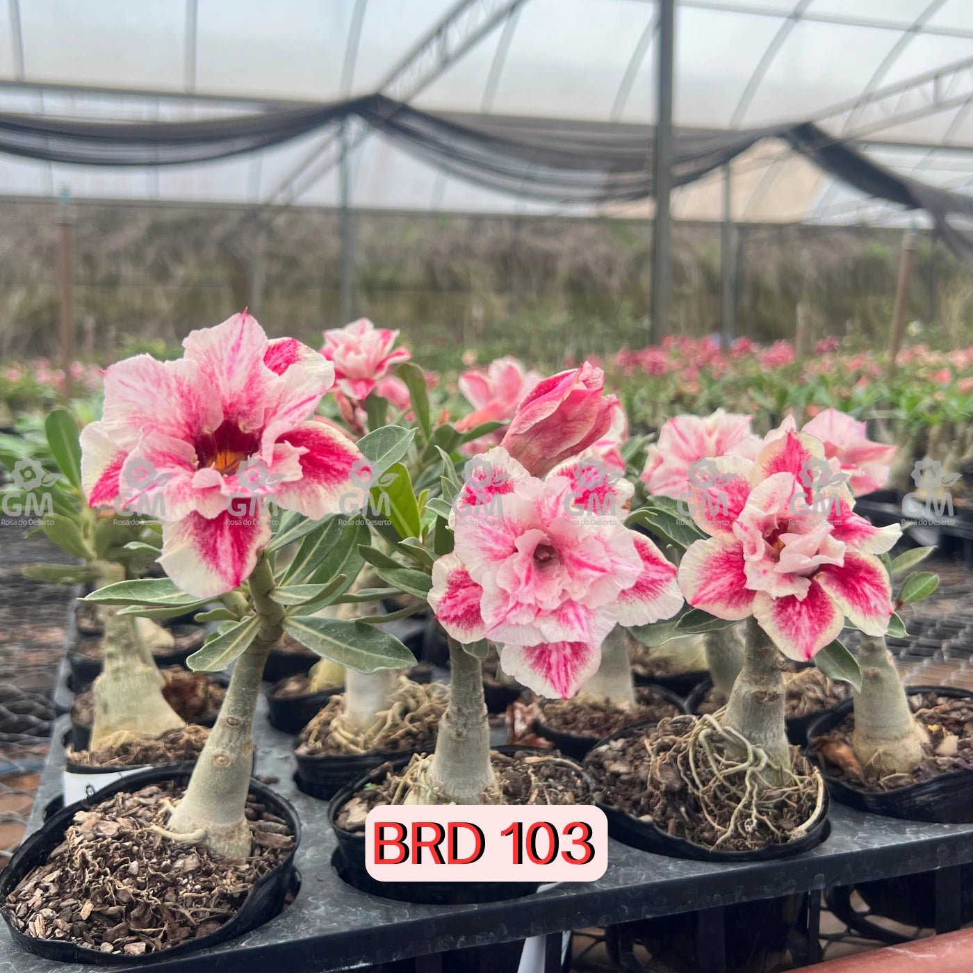 Rosa do Deserto - BRD 103 - Gm Rosa Do Deserto