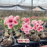 Rosa do Deserto - BRD 103 - Gm Rosa Do Deserto