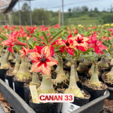 Rosa do Deserto - CANAN 33 - Gm Rosa Do Deserto