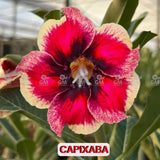  - Rosa do Deserto - CAPIXABA - Gm Rosa Do Deserto