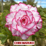  - Rosa do Deserto - CHIBI MARUKO - Gm Rosa Do Deserto