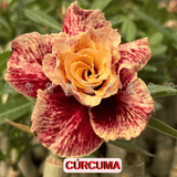  - Rosa do Deserto - CURCUMA - Gm Rosa Do Deserto