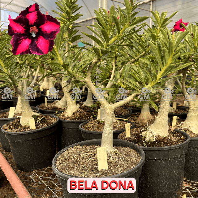 Rosa do Deserto - ENXERTO ADULTO - BELA DONA - Gm Rosa Do Deserto