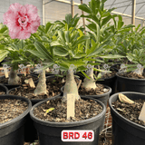 Rosa do Deserto - ENXERTO ADULTO - BRD 46 - Gm Rosa Do Deserto