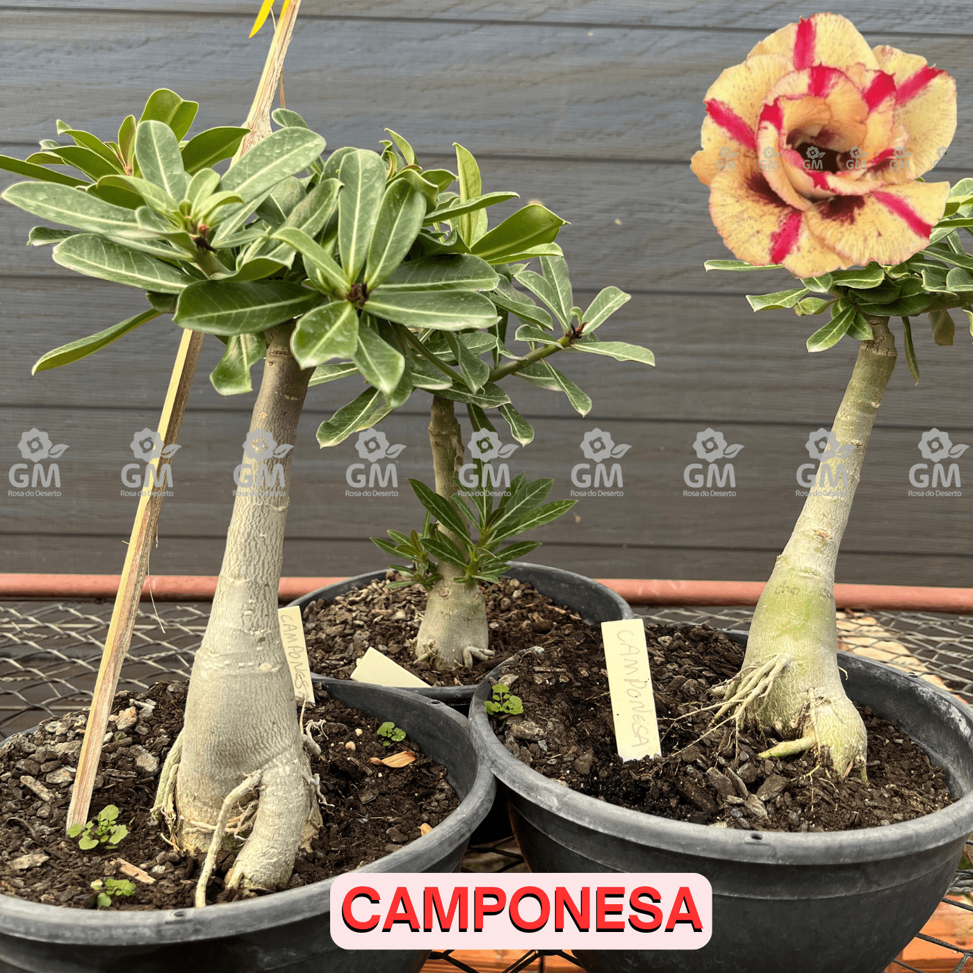 Rosa do Deserto - ENXERTO ADULTO - CAMPONESA - Gm Rosa Do Deserto