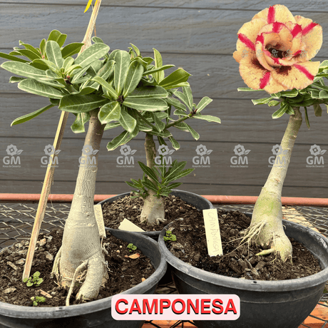 Rosa do Deserto - ENXERTO ADULTO - CAMPONESA - Gm Rosa Do Deserto