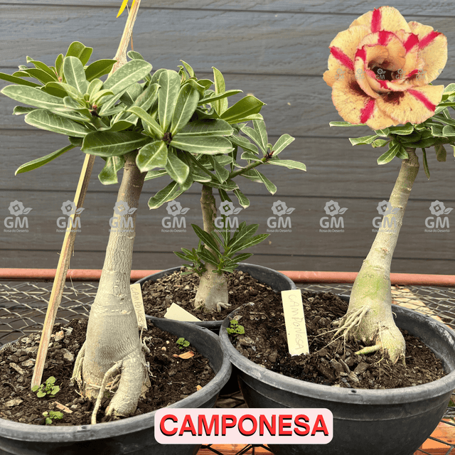 Rosa do Deserto - ENXERTO ADULTO - CAMPONESA - Gm Rosa Do Deserto