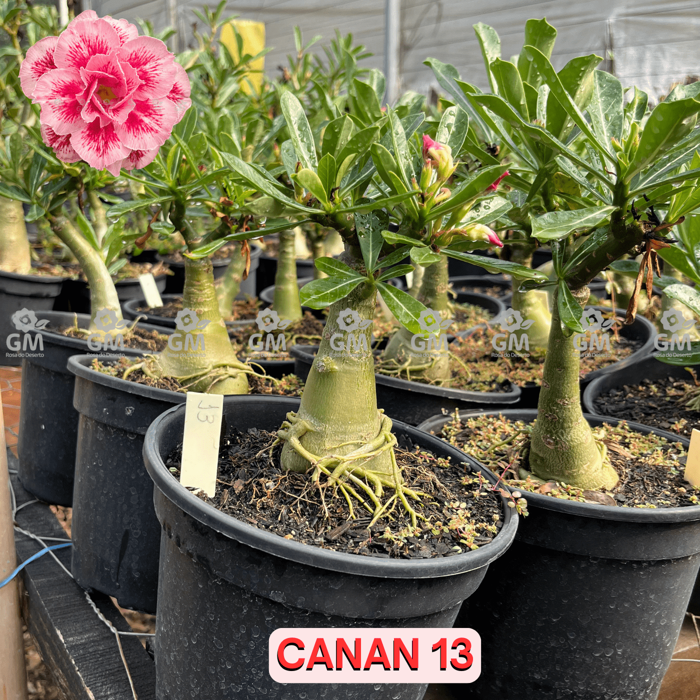  - Rosa do Deserto - ENXERTO ADULTO - CANAN 13 - Gm Rosa Do Deserto