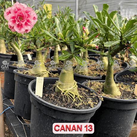  - Rosa do Deserto - ENXERTO ADULTO - CANAN 13 - Gm Rosa Do Deserto