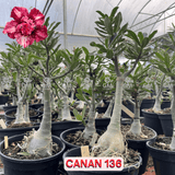 Rosa do Deserto - ENXERTO ADULTO - CANAN 136 - Gm Rosa Do Deserto