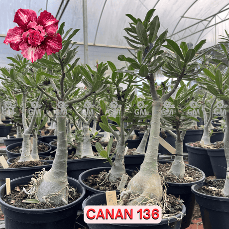 Rosa do Deserto - ENXERTO ADULTO - CANAN 136 - Gm Rosa Do Deserto
